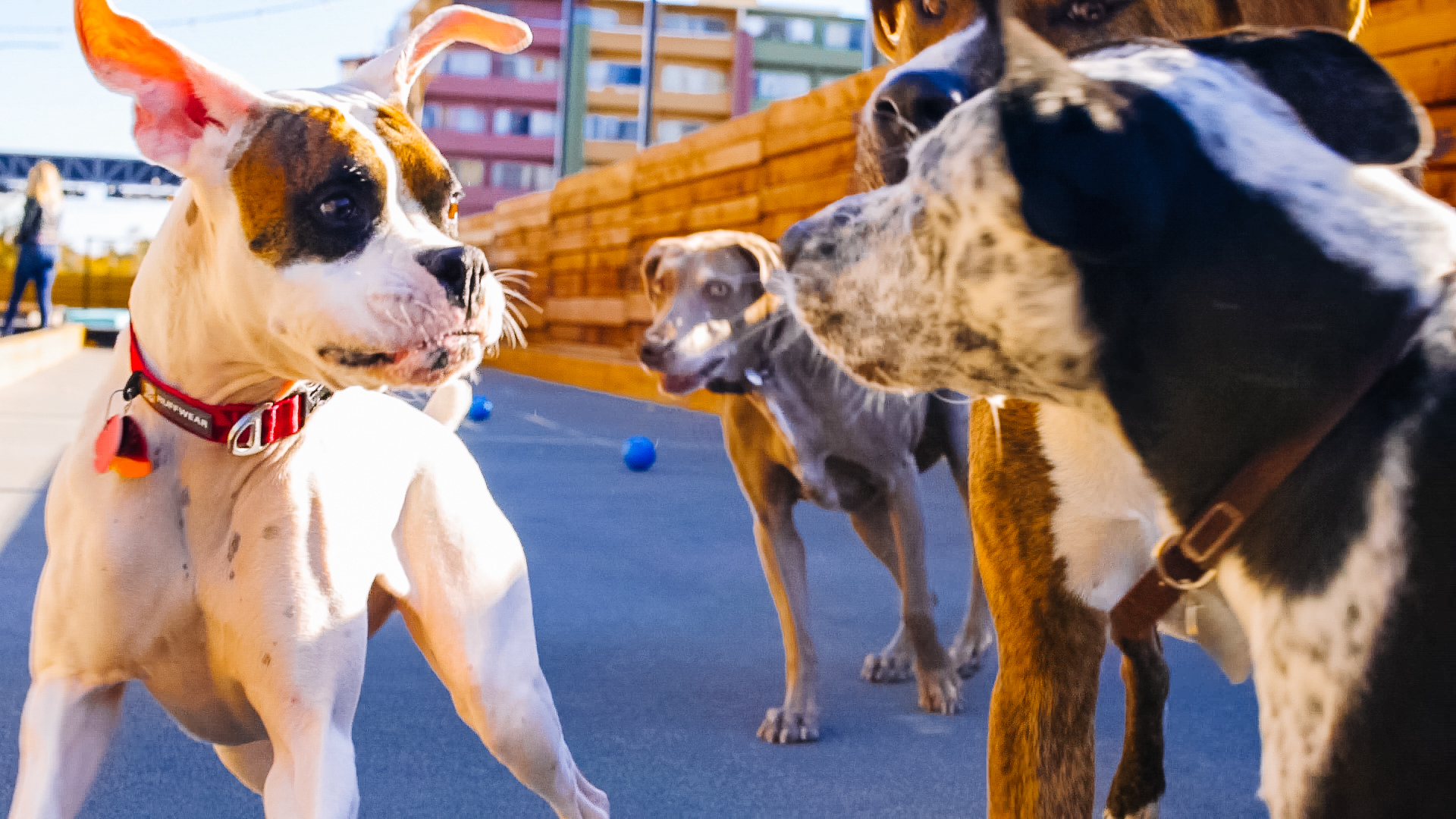 dogs playing